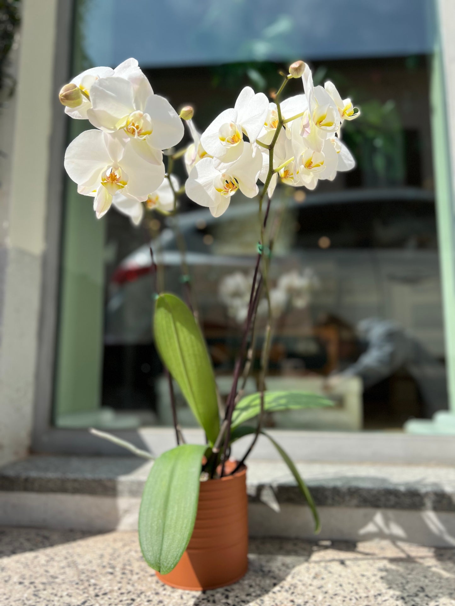 Orchidea in vaso di latta